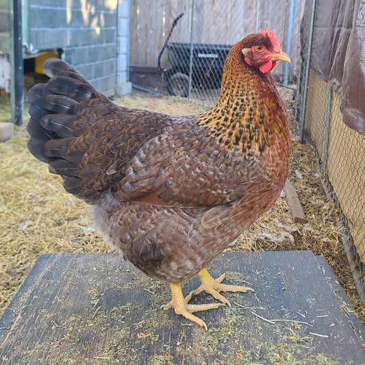 Bielefelder Chicks