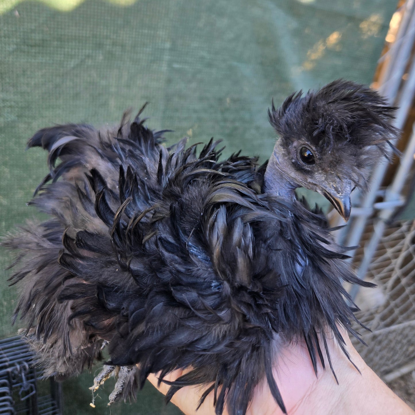 Huevos de Silkie para incubar