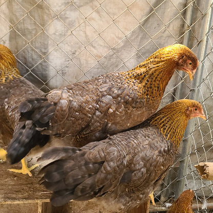 Juveniles de Bielefeld