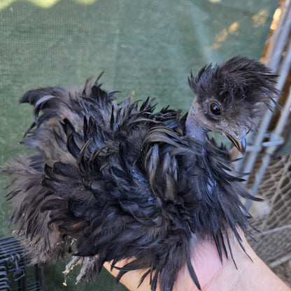 Huevos de Silkie para incubar