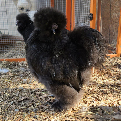 Huevos de Silkie para incubar