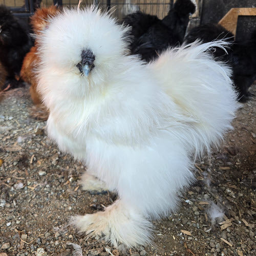 Huevos de Silkie para incubar